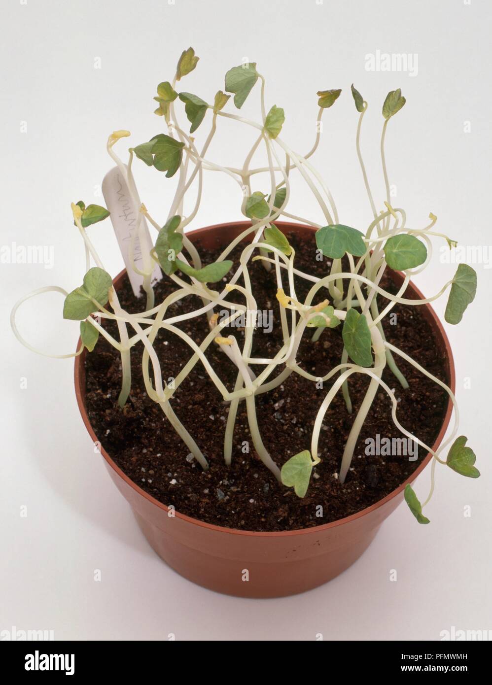 Nasturtium seedlings showing unhealthy, crowded growth Stock Photo Alamy