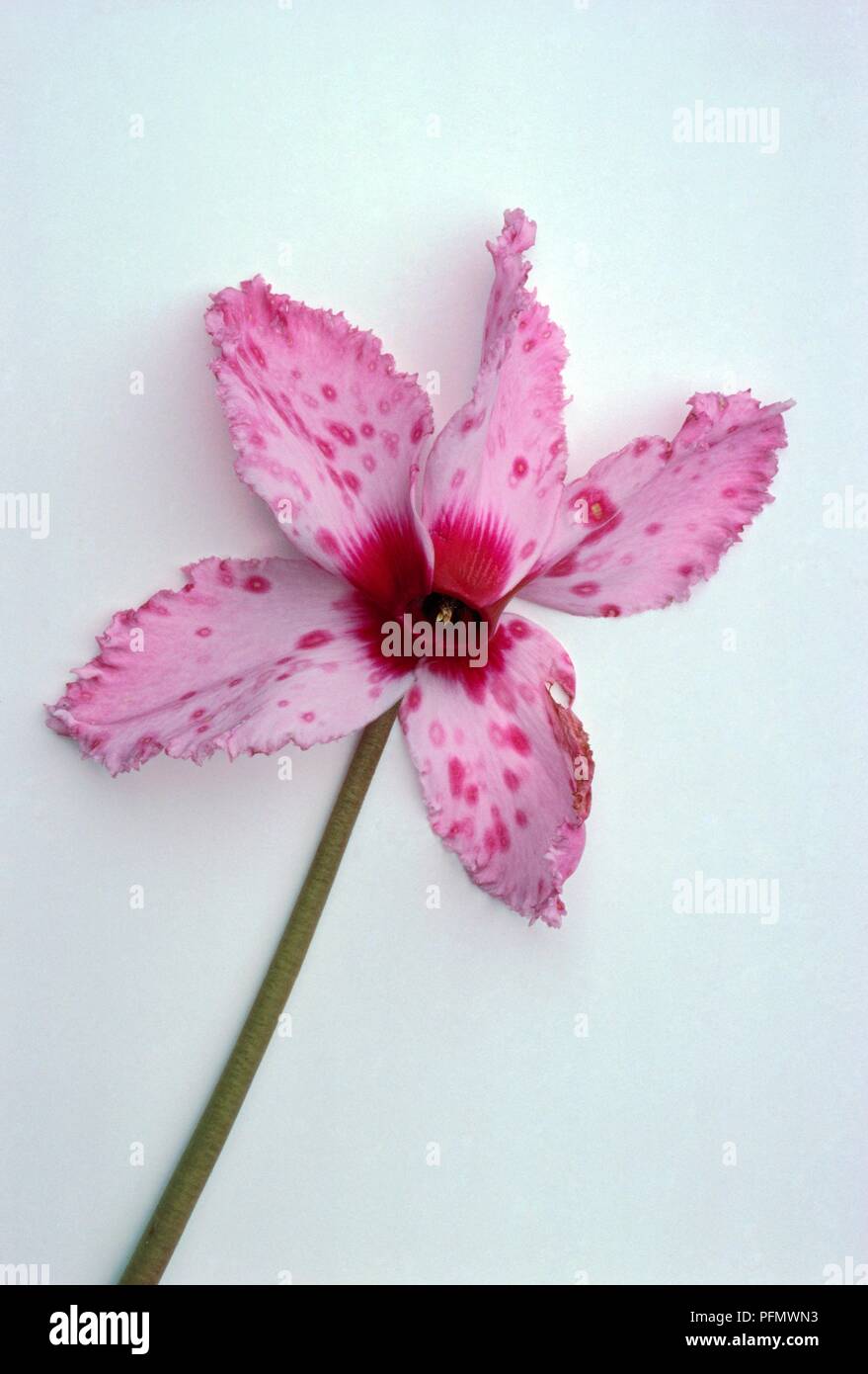 Pink flower showing fungal patches caused by Botrytis cinerea Stock Photo