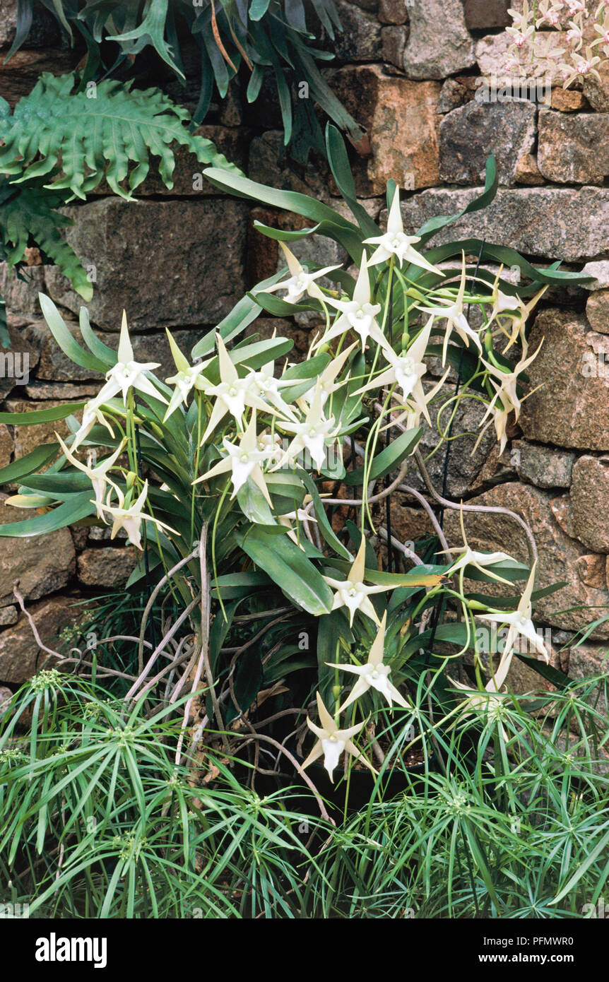 Leaves and flowers from Angraecum sesquipedale (Darwin's orchid, Christmas orchid, Star of Bethlehem orchid) growing against a wall Stock Photo