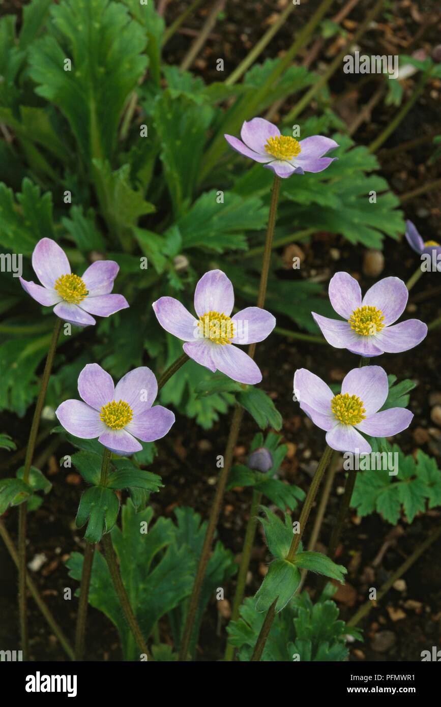 Anemone trullifolia (Wind Flower) with pale blue flowers, yellow at centre, on long stems with green leaves Stock Photo