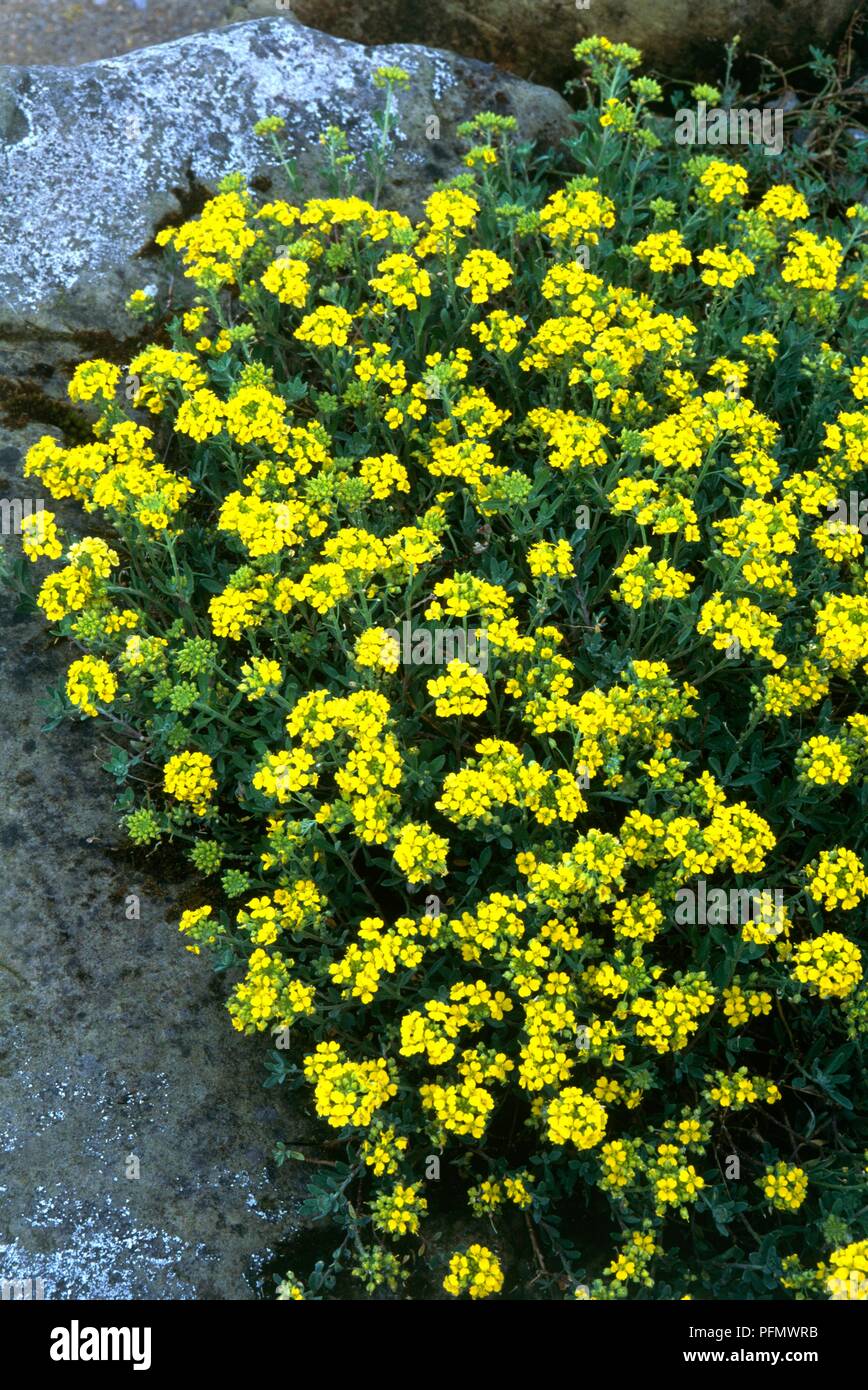 Alyssum wulfenianum, yellow flowering perennial in rock garden Stock Photo