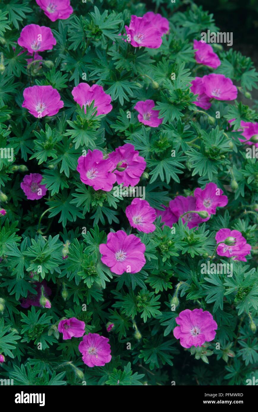 Download Geranium Max Frei Cranesbill PNG