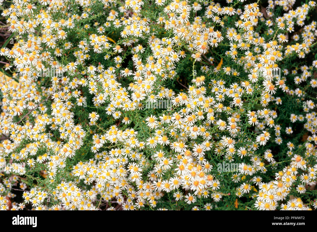 Aster ericoides 'Golden Spray' (White aster, Heath aster), close-up of flowering perennial Stock Photo