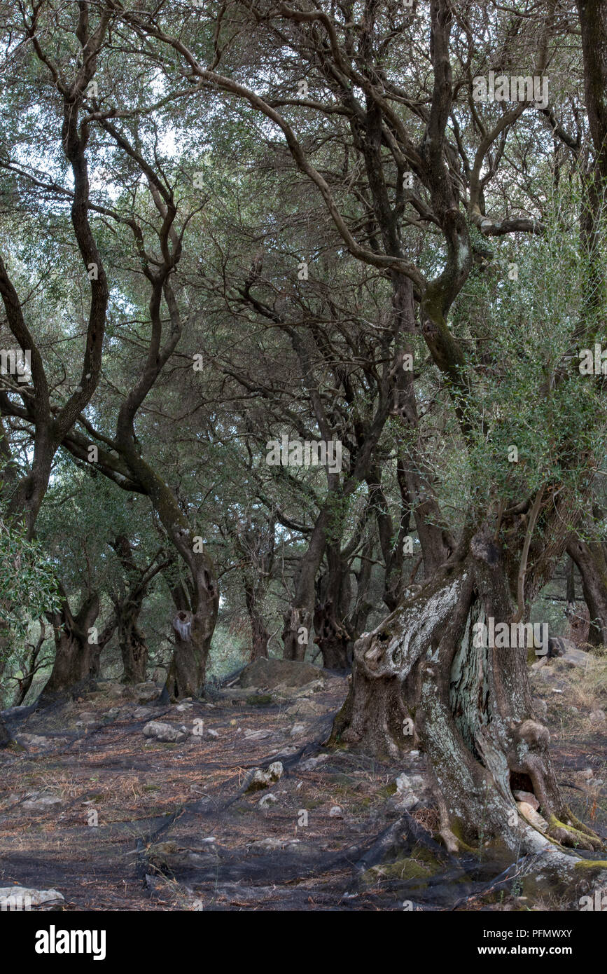 olive trees in an olive grove or woods on the greek island of corfu in