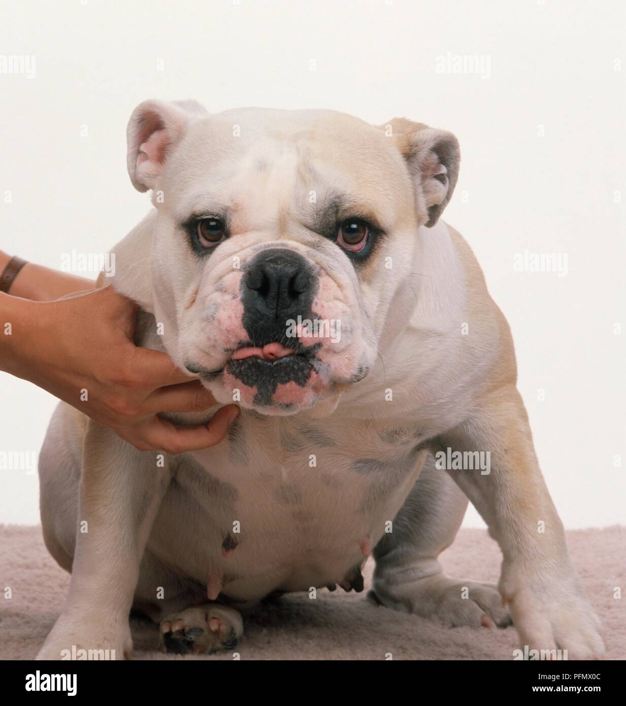 Bulldog being held back by a woman's hands, front view Stock Photo