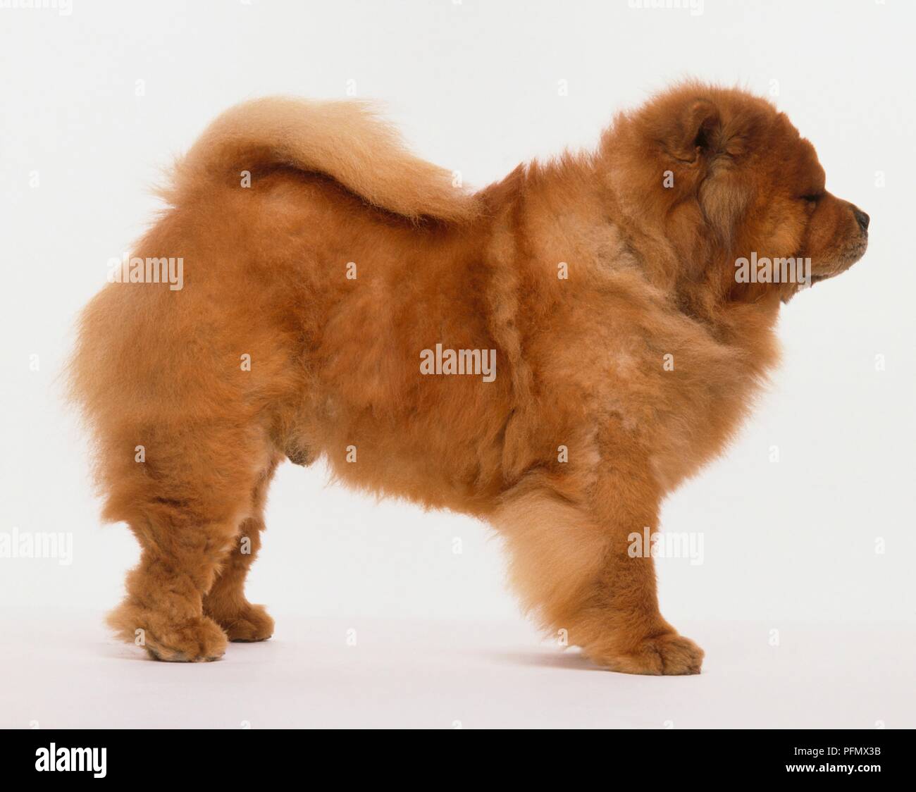 Chow Chow Standing Side View Stock Photo 216203775 Alamy