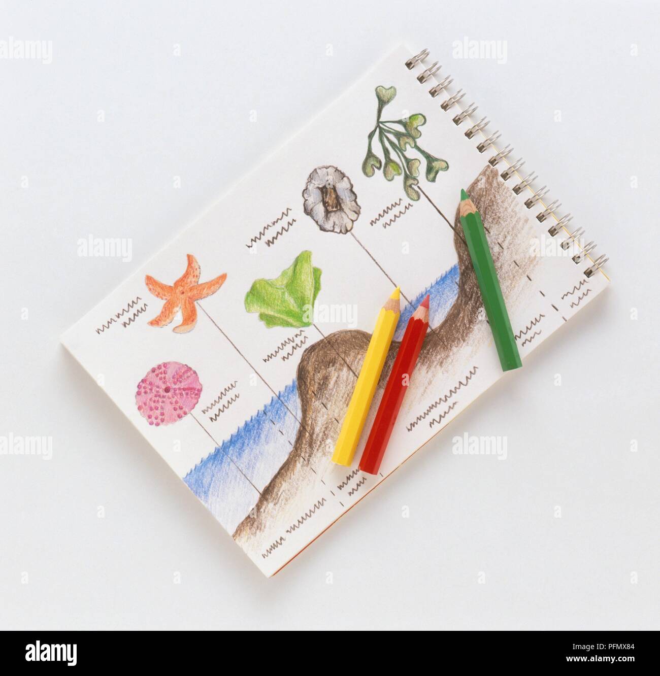 Sketch pad showing picture of sea life with three coloured pencils on top Stock Photo