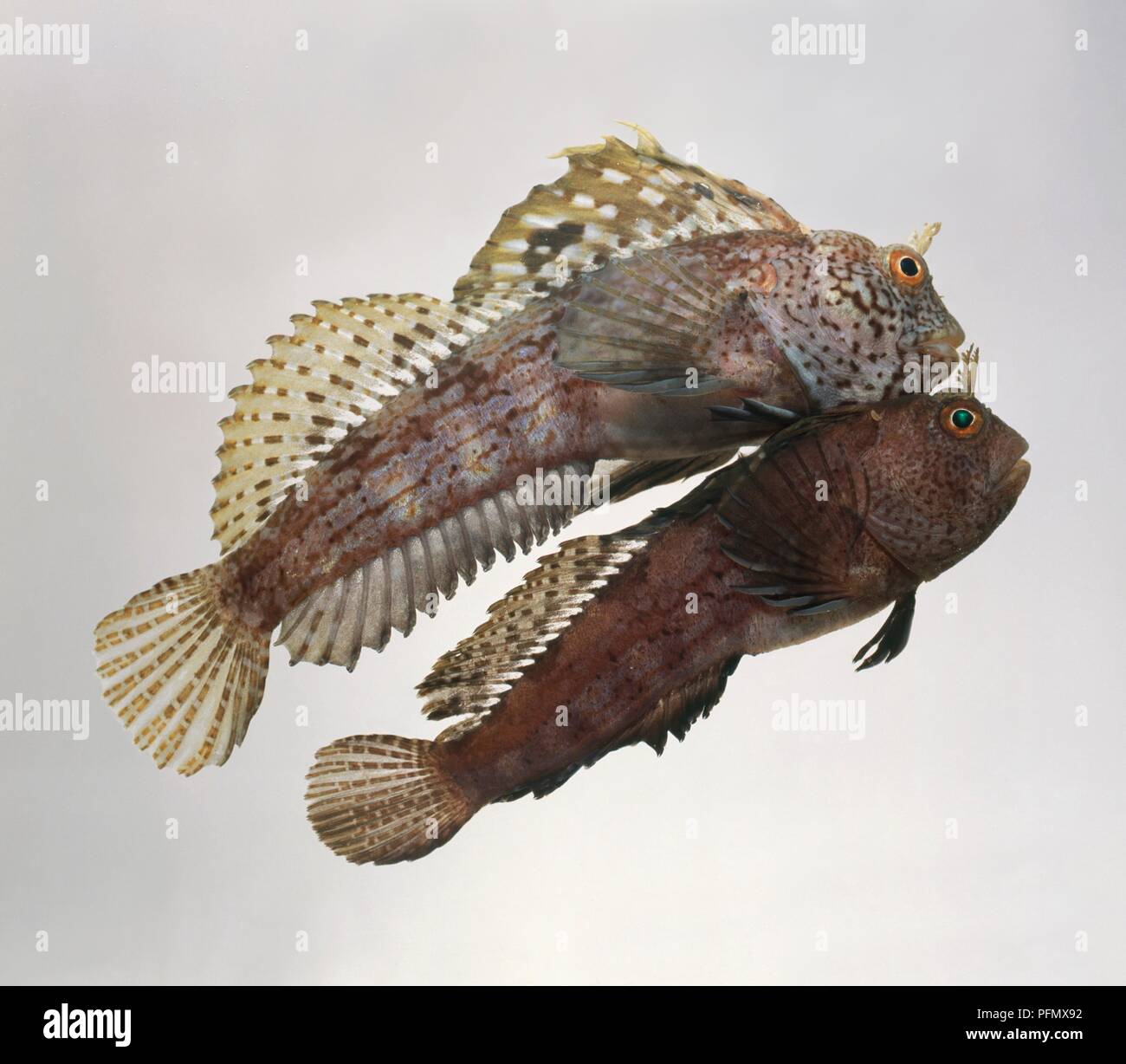 Butterfly blenny (Blennius ocellaris) and Tompot blenny (Parablennius gattorugine) swimming together Stock Photo