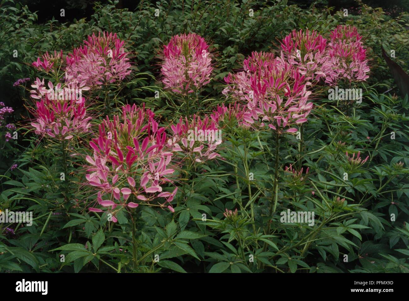 Leaves and pink flower heads from Cleome hassleriana 'Rose Queen' (Spider flower) Stock Photo