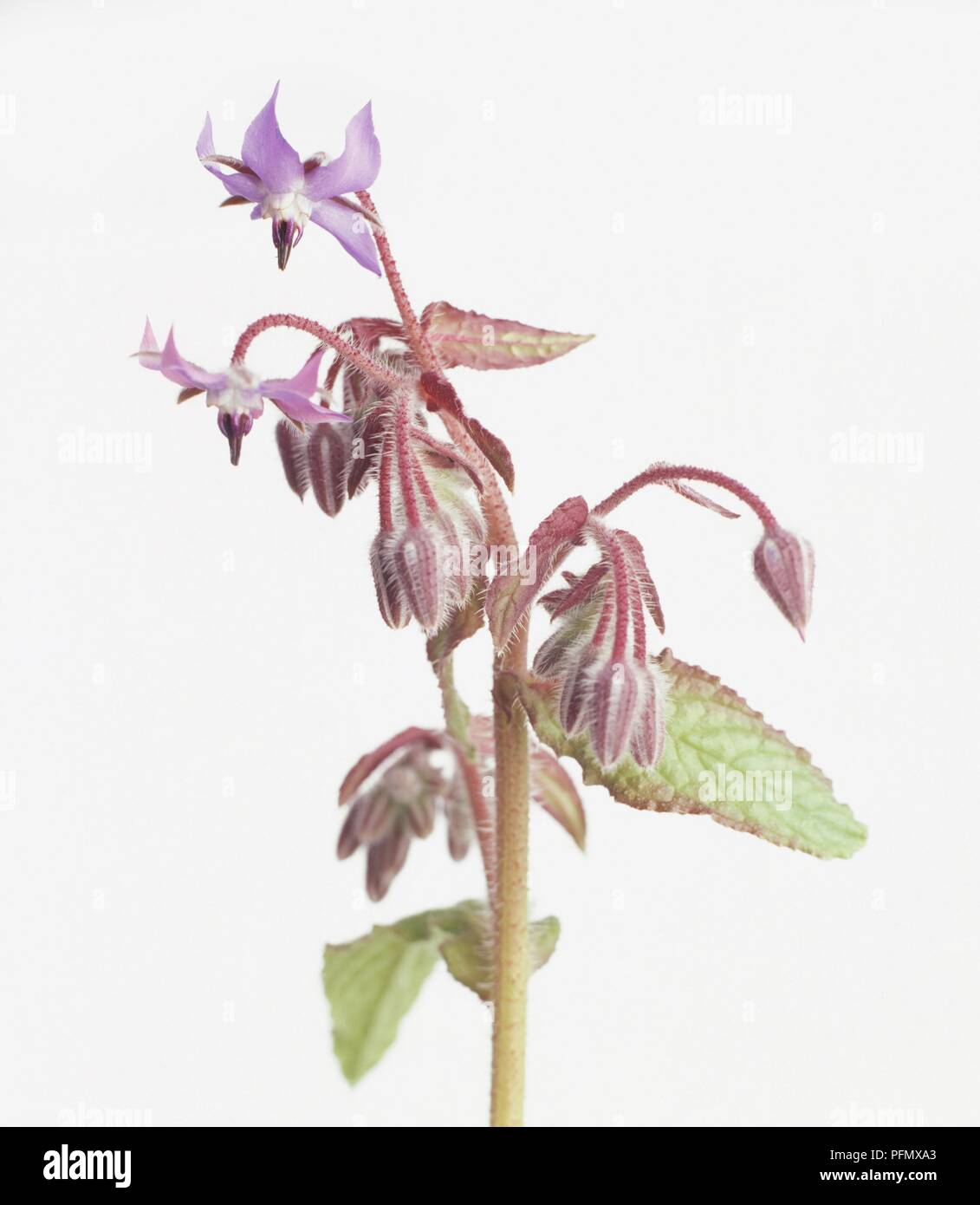 Borago officinalis (Star Flower ) loose racemes of blue star-shaped flowers with loose black stamen, buds, and mid-green leaves covered in tiny bristly hairs on hollow stem covered in fine prickles Stock Photo