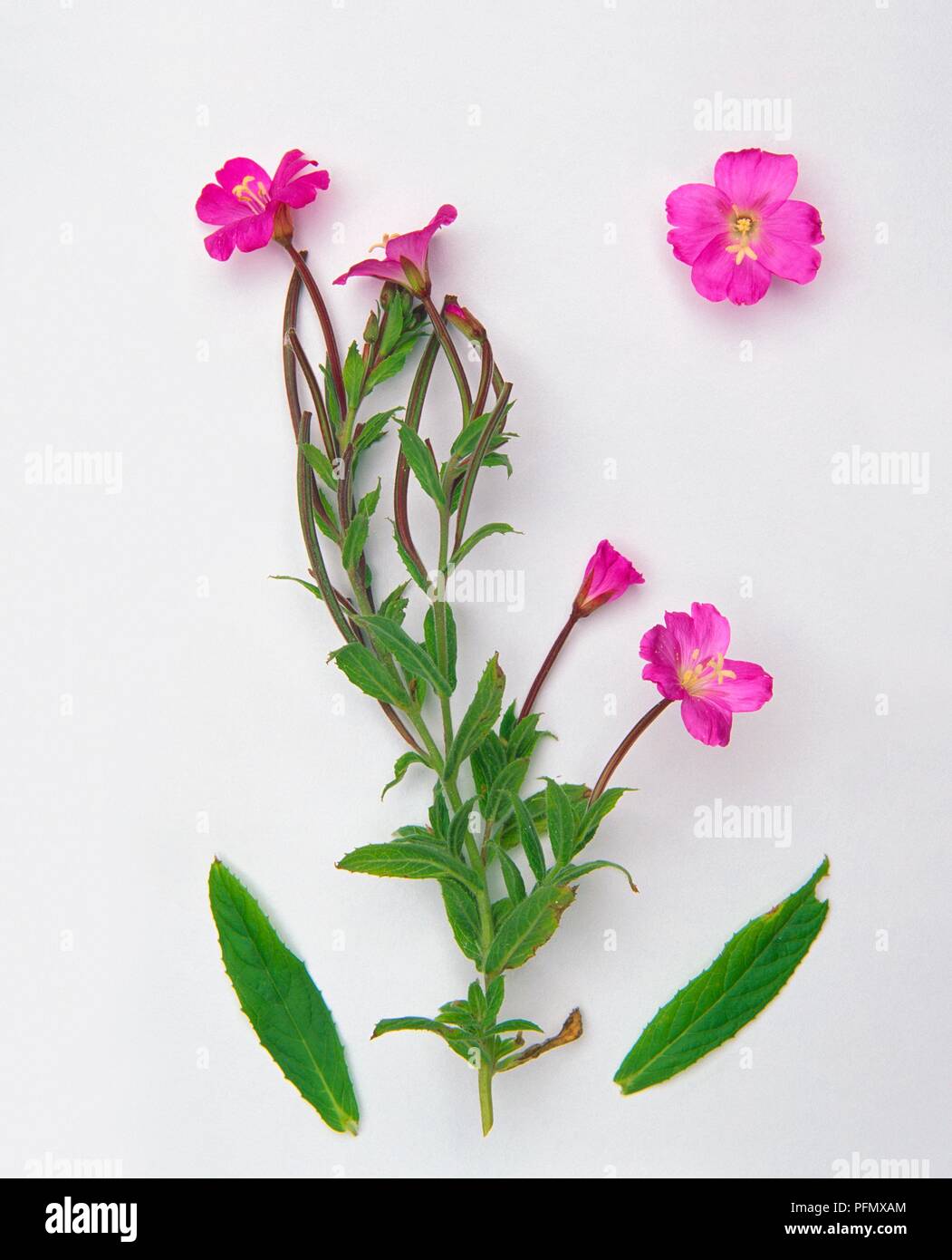 Epilobium hirsutum (Great willowherb) leaves and pink flowers Stock Photo