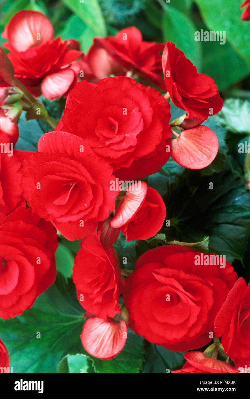 Begonia 'Barcos', close-up of red flowers Stock Photo