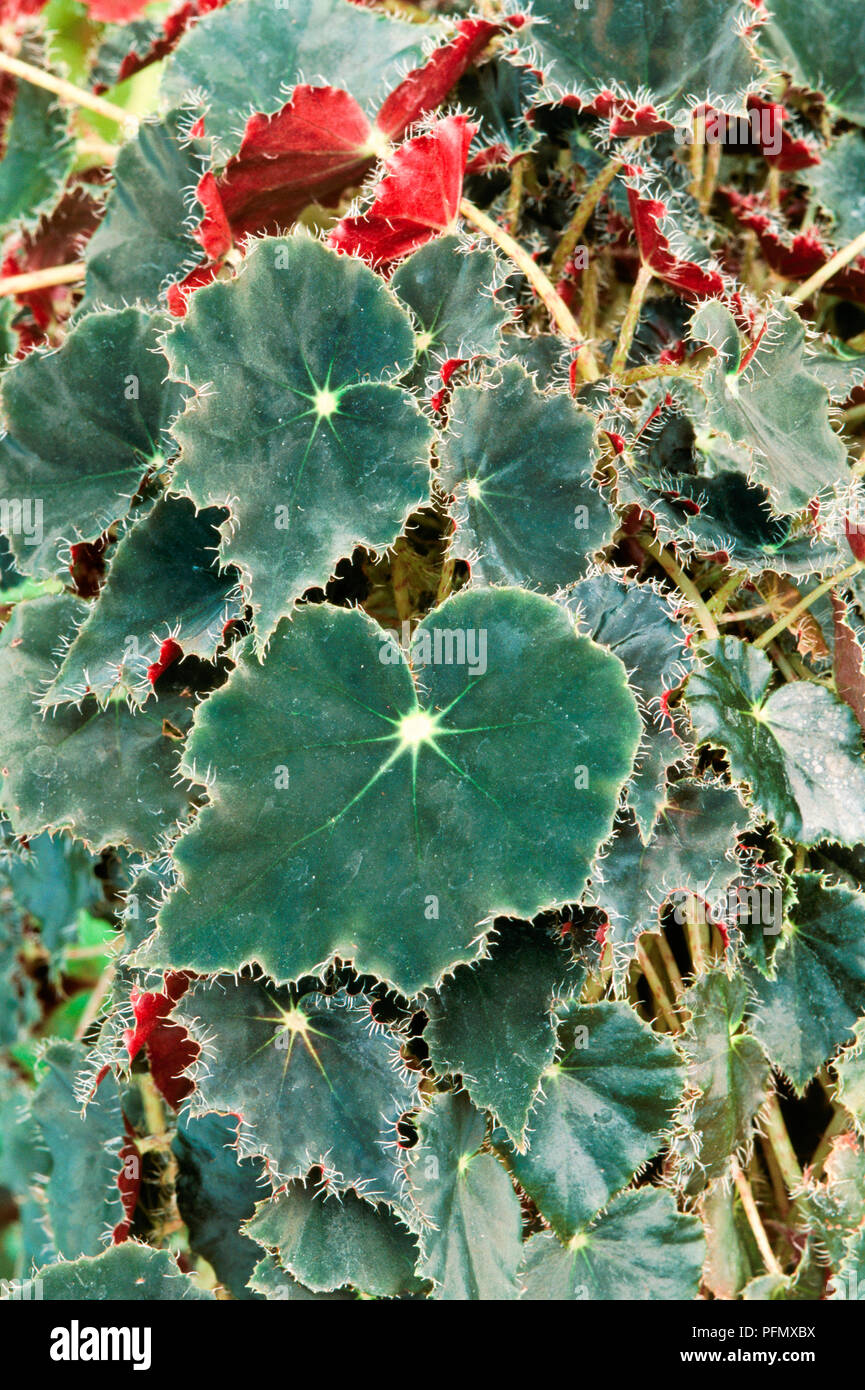 Details 100 imagen begonias rizomatosas Abzlocal.mx