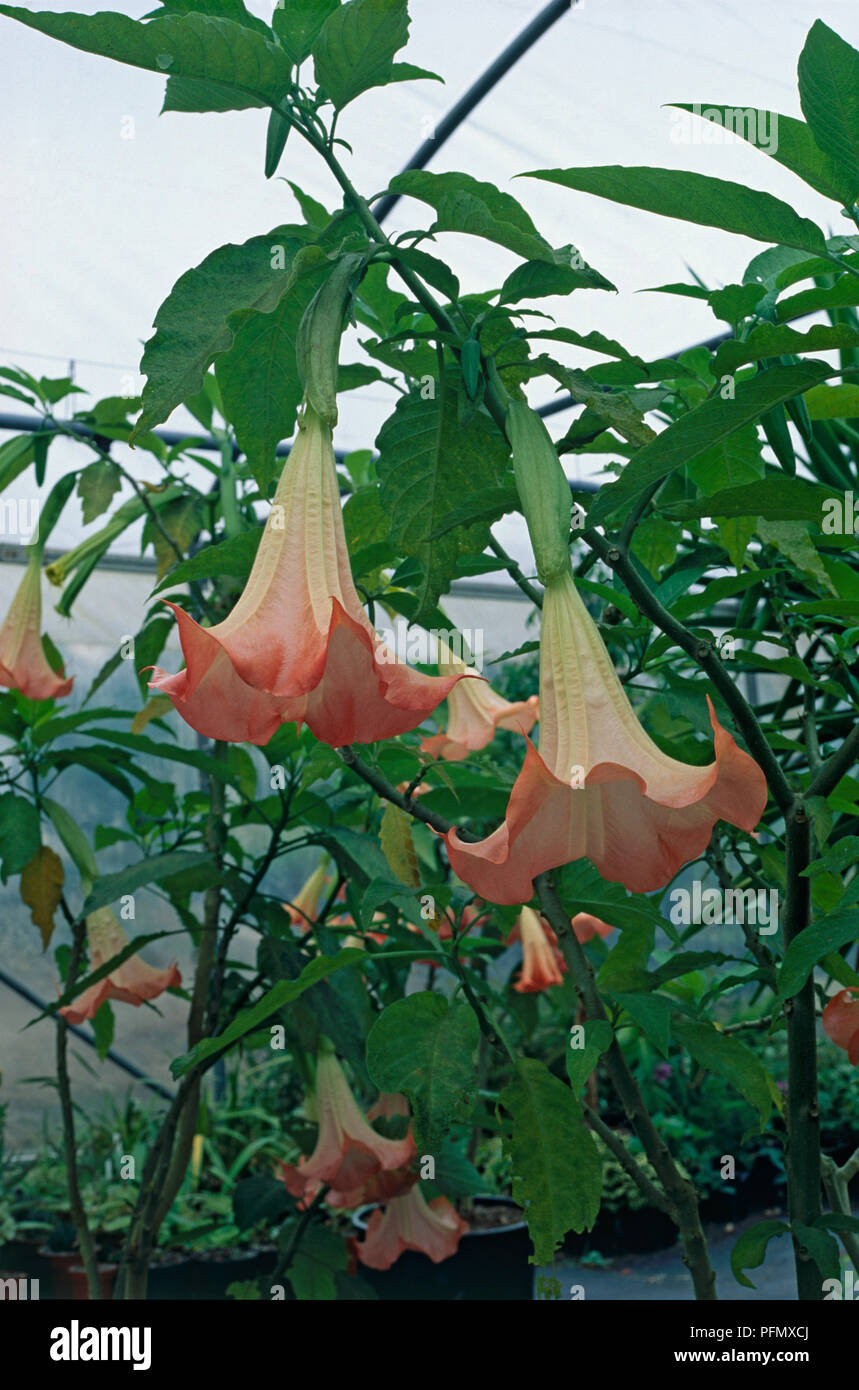 Brugmansia x candida 'Grand Marnier' (Angel's Trumpet) bearing summer flowers and green leaves Stock Photo