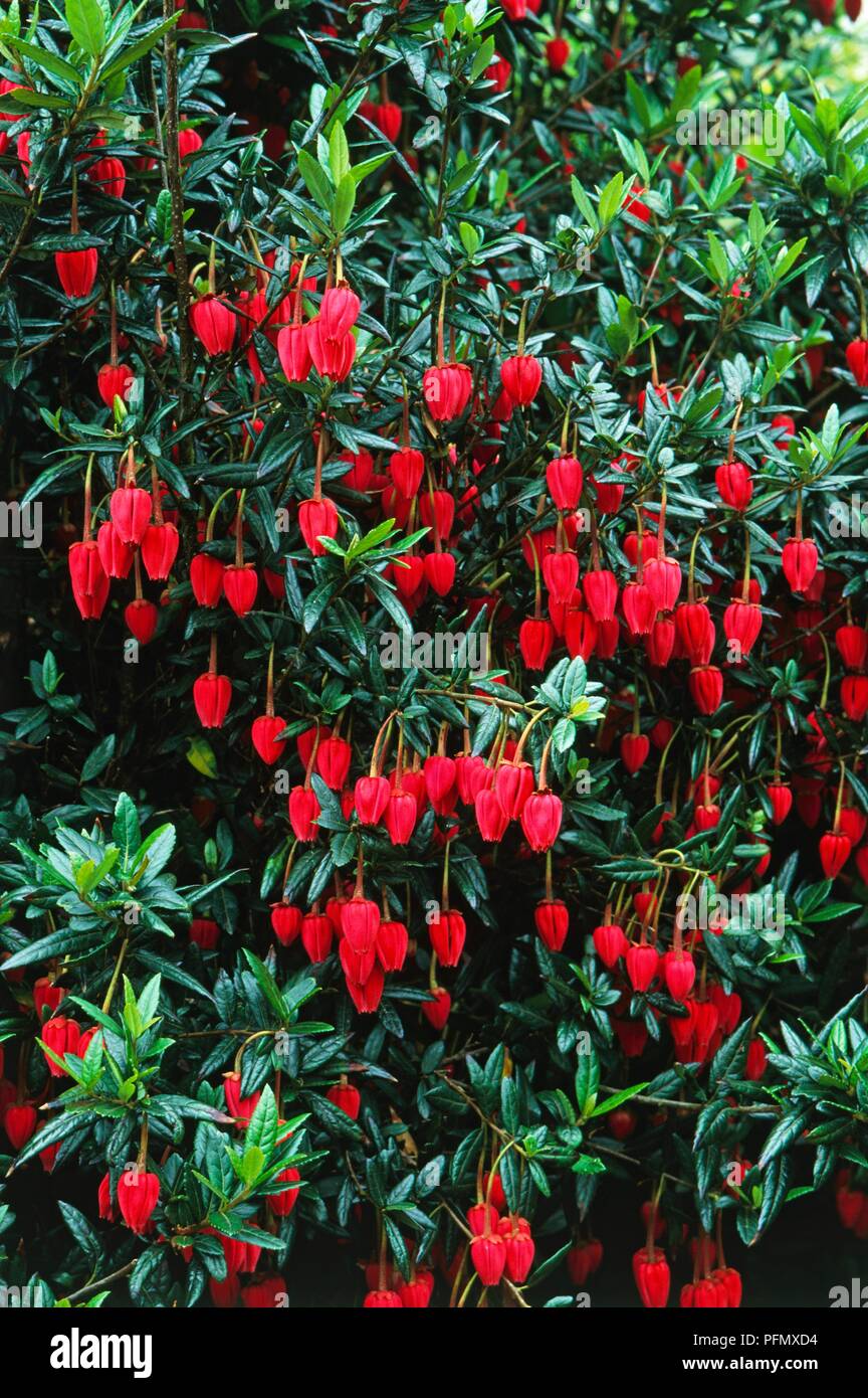 Crinodendron hookerianum (Lantern tree) Stock Photo