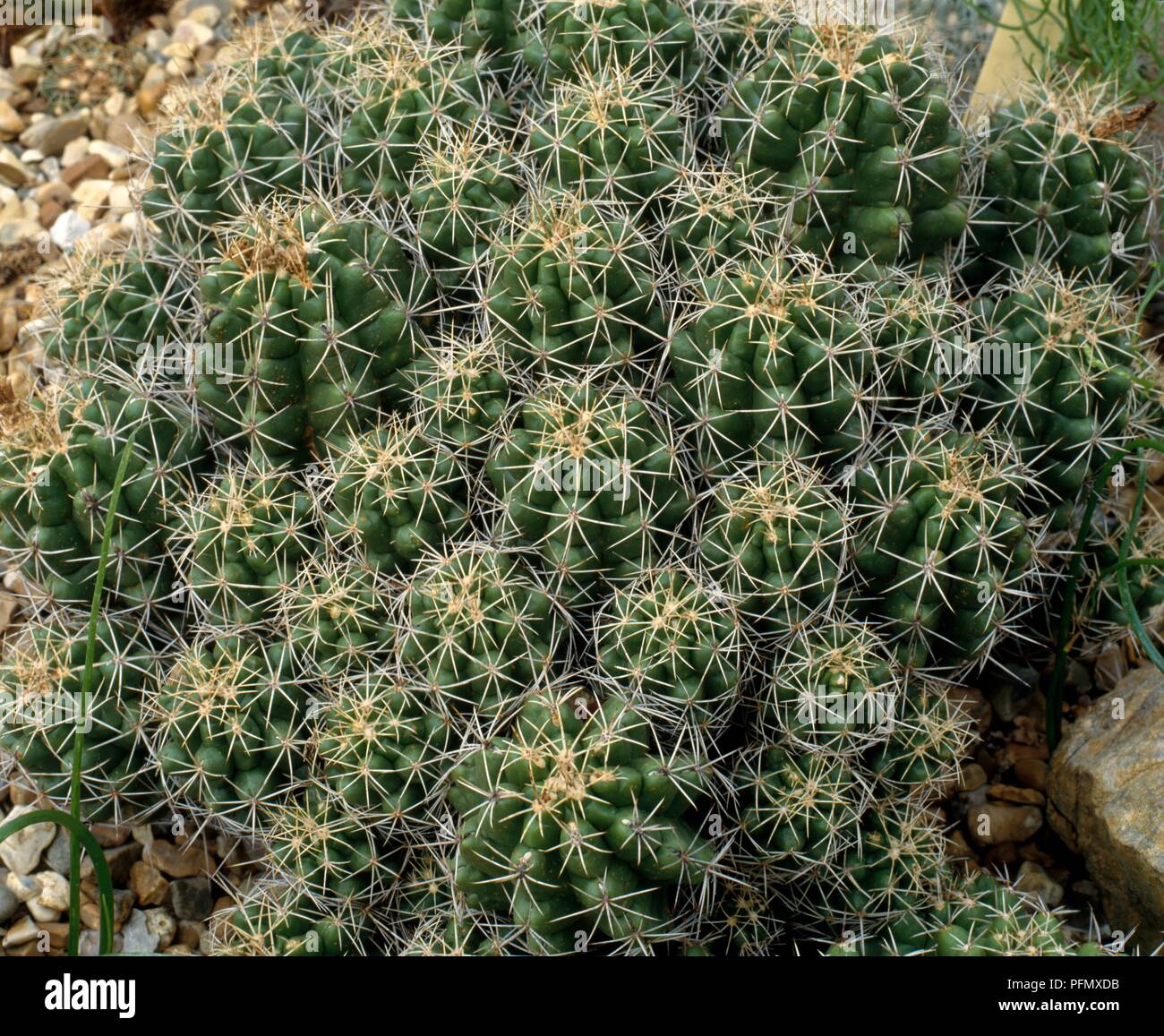 Thelocactus hi-res stock photography and images - Alamy