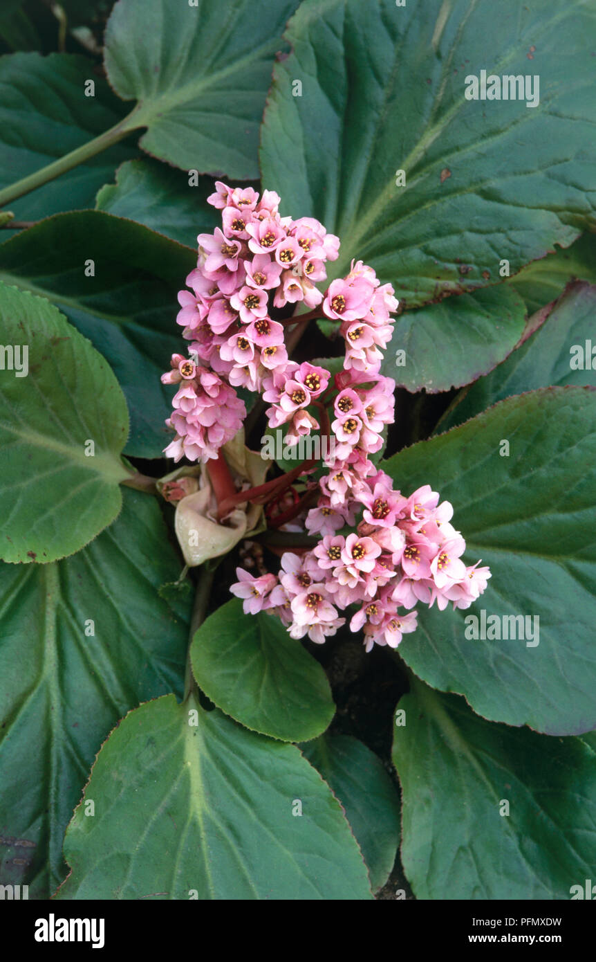 Bergenia x schmidtii ( Elephant's Ears), early spring perennial with clusters of small pink flower, and large green leaves Stock Photo