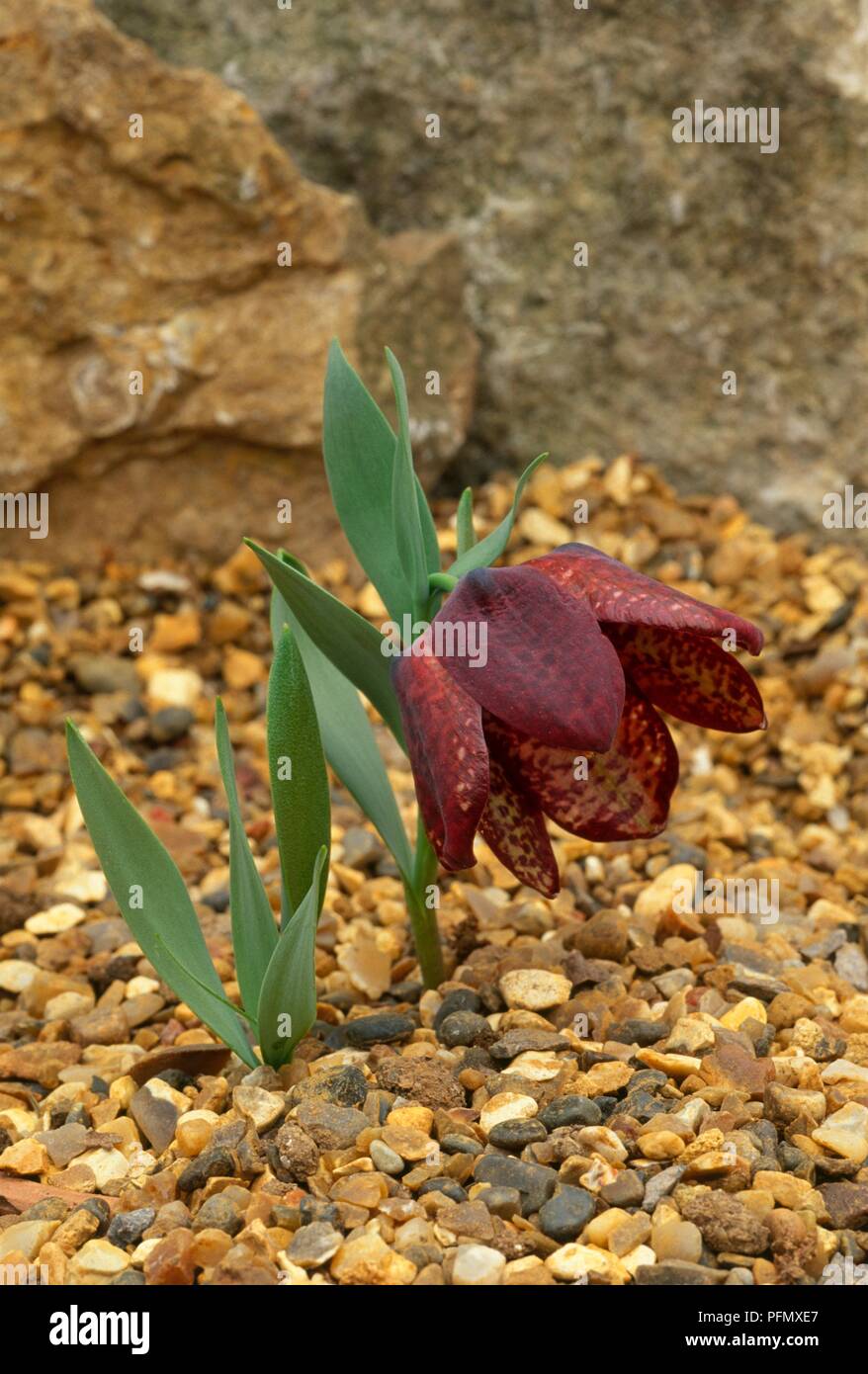 Flower and leaves from Fritillaria latifolia (Fritillary) growing in gravel Stock Photo