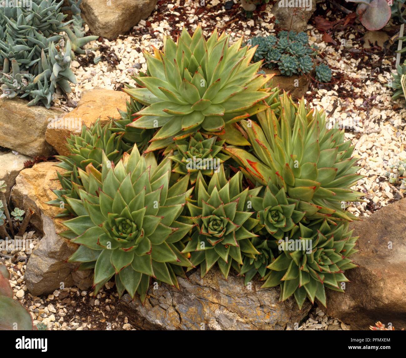 Clumps of Echeveria agavoides (Molded wax agave) in rock garden Stock