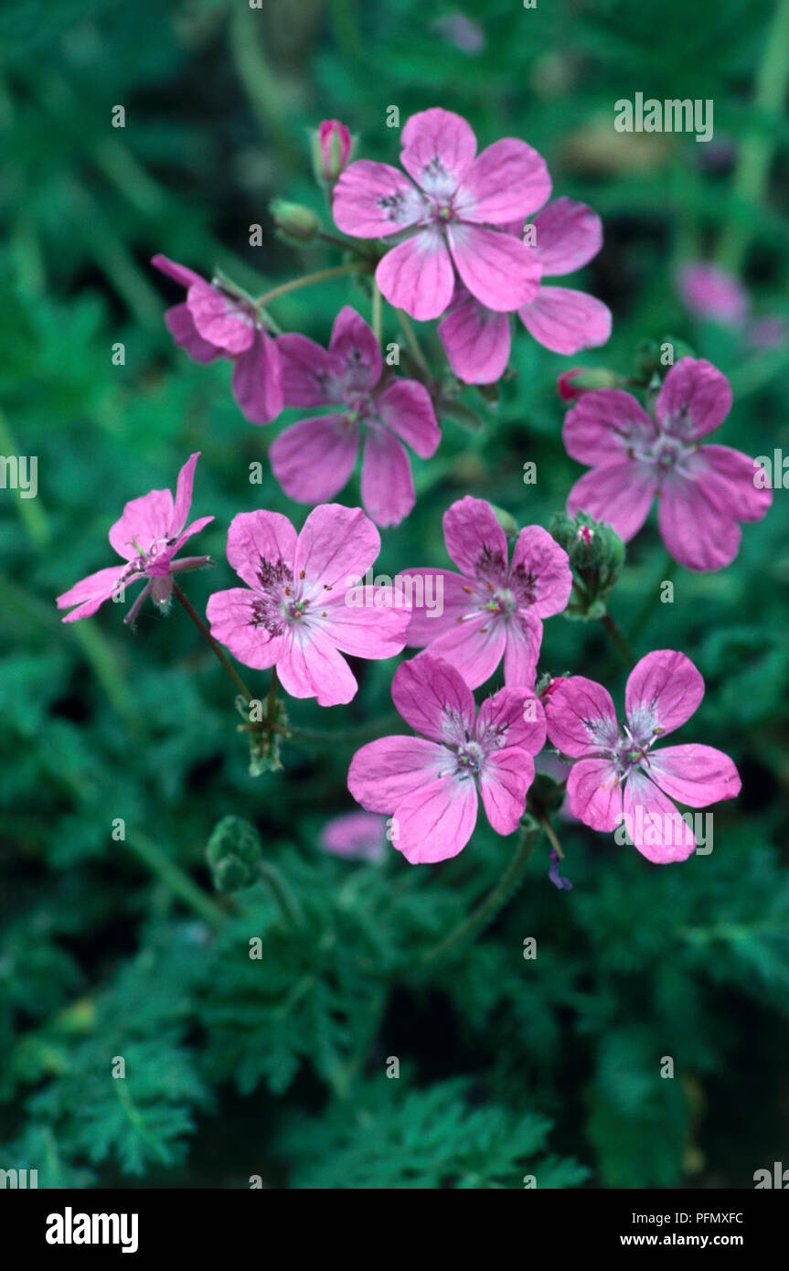 Pink flowers, buds and green leaves of Erodium manescavii (Heron's Bill, Stork's Bill), close-up Stock Photo