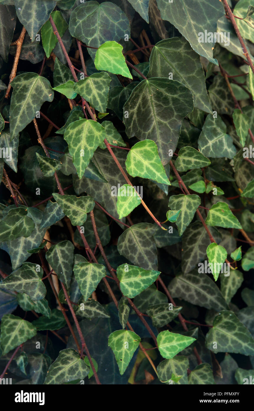 Hedera pastuchovii var cypria (Ivy) with green and yellow leaves on long stems Stock Photo