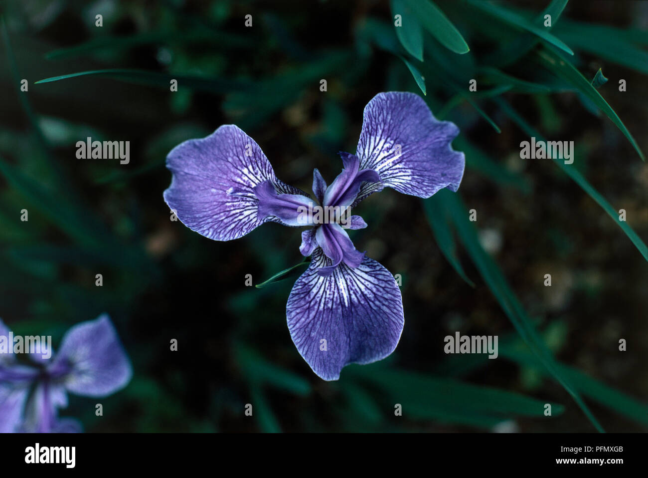 iris setosa, purple flowerhead, close-up Stock Photo