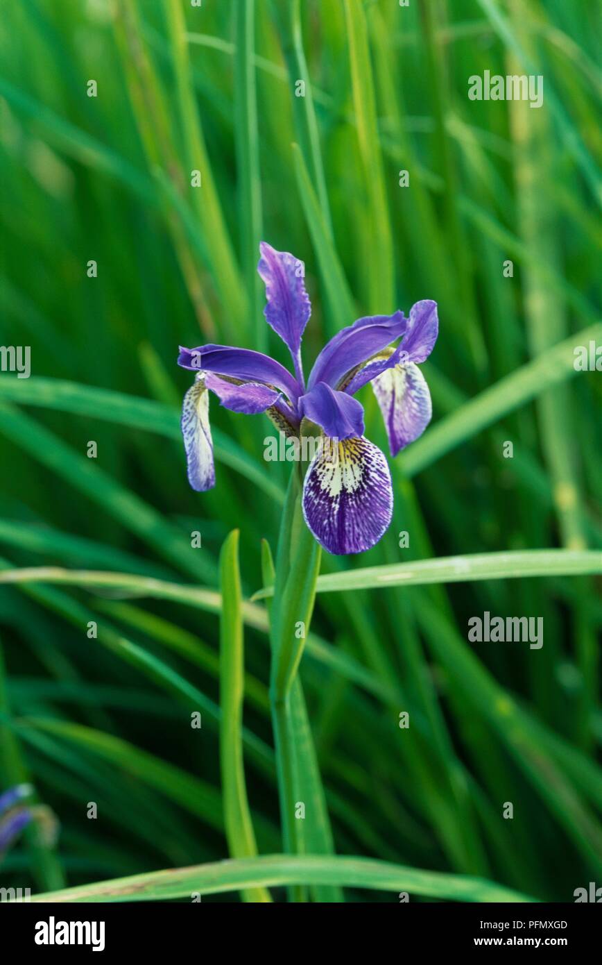 Flower from Iris bulleyana, close-up Stock Photo
