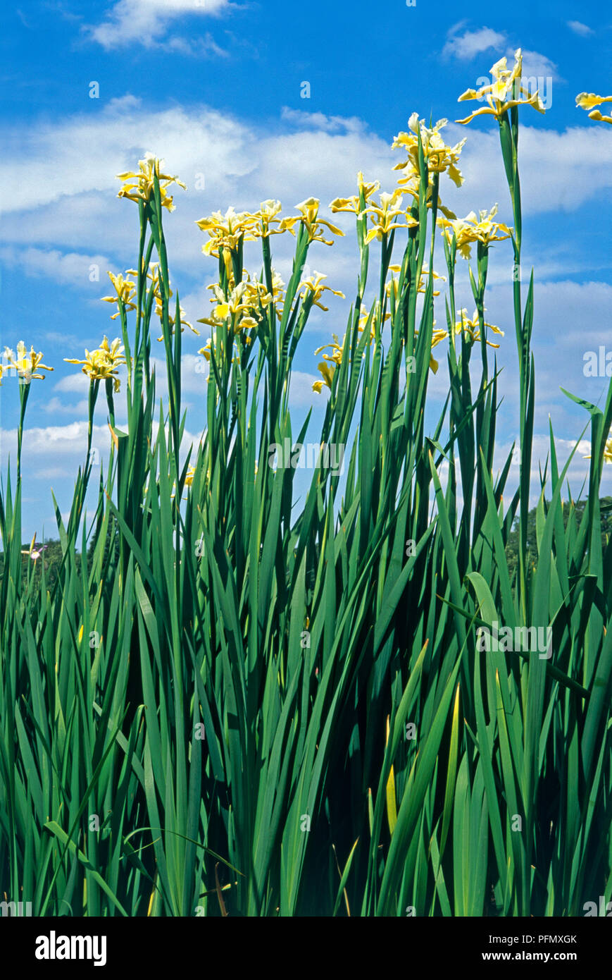 Iris 'Shelford Giant' (Spuria) with yellow flowers and green leaves on tall stems set against blue sky Stock Photo