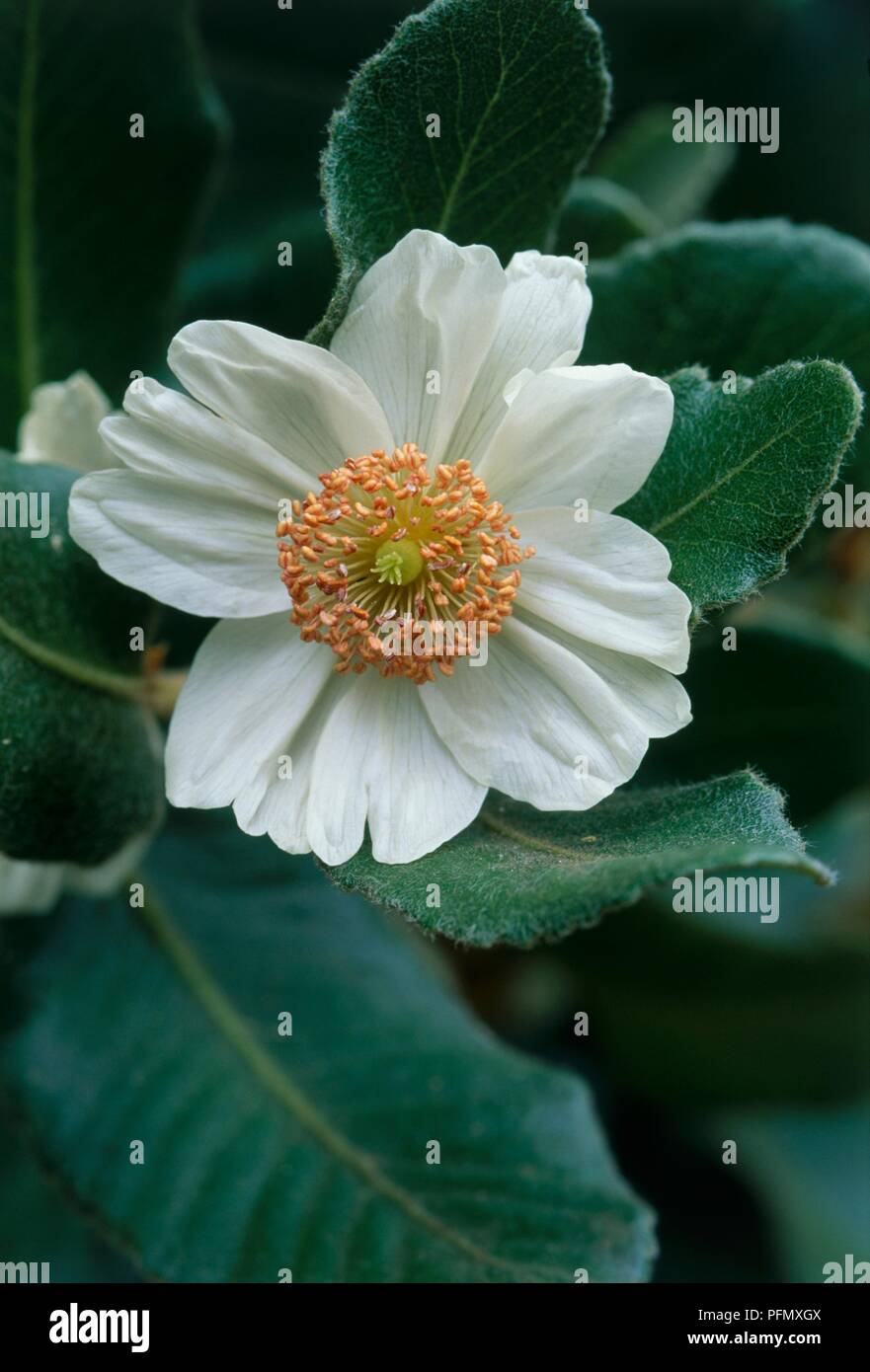 Eucryphia Cordifolia High Resolution Stock Photography and Images - Alamy