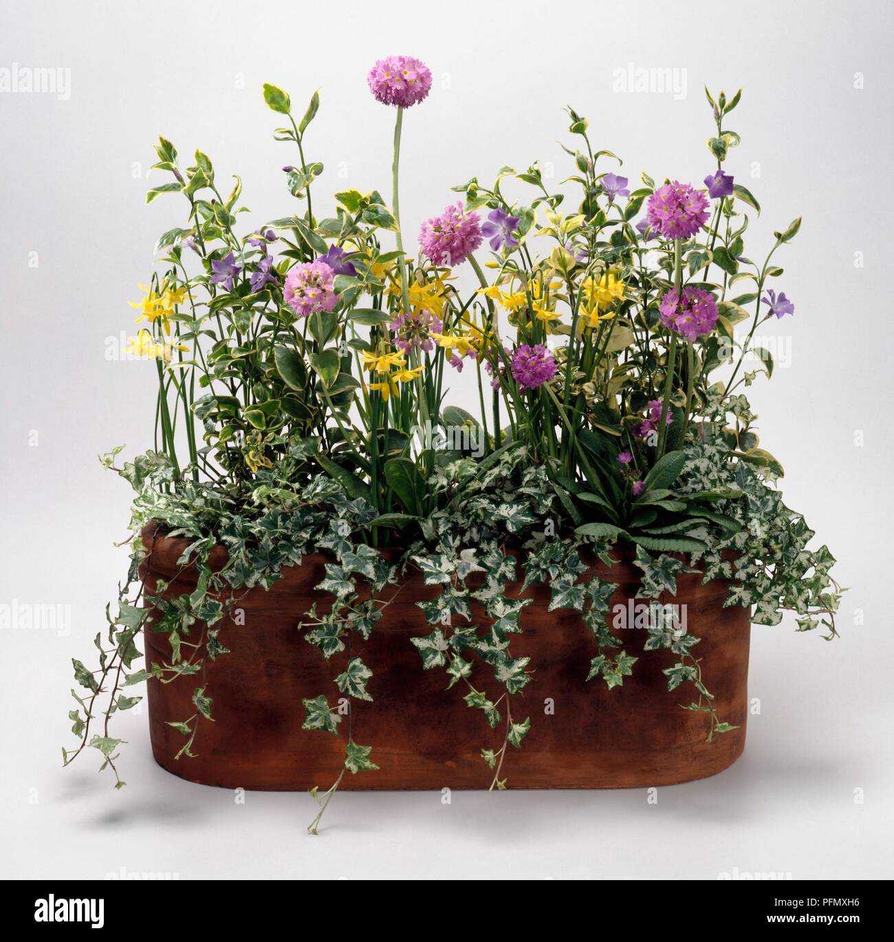Window box filled with Primula denticulata (Himalayan primrose), Narcissus triandrus (Angel's tears), Vinca major 'Variegata' (Periwinkle) and Hedera helix 'Kolibri' (Ivy) Stock Photo