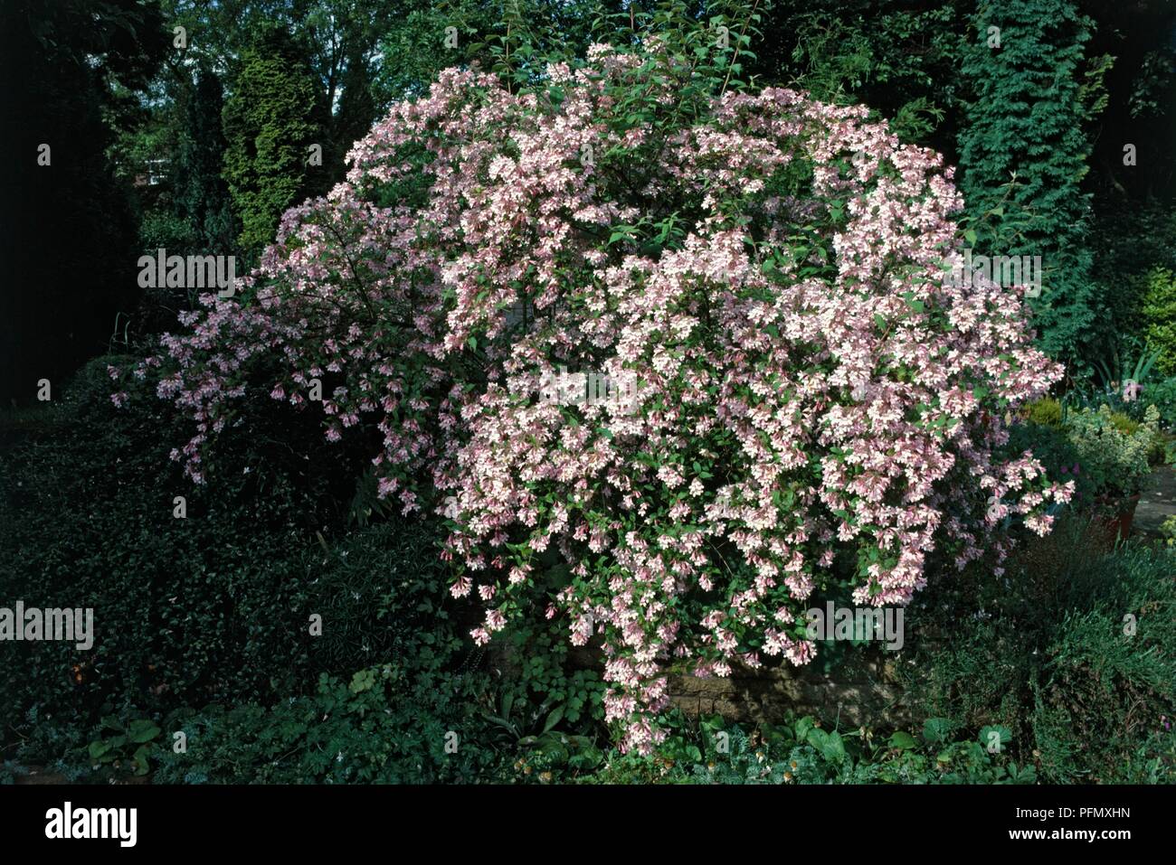 Kolkwitzia amabilis 'Pink Cloud' (Beauty bush) in bloom Stock Photo