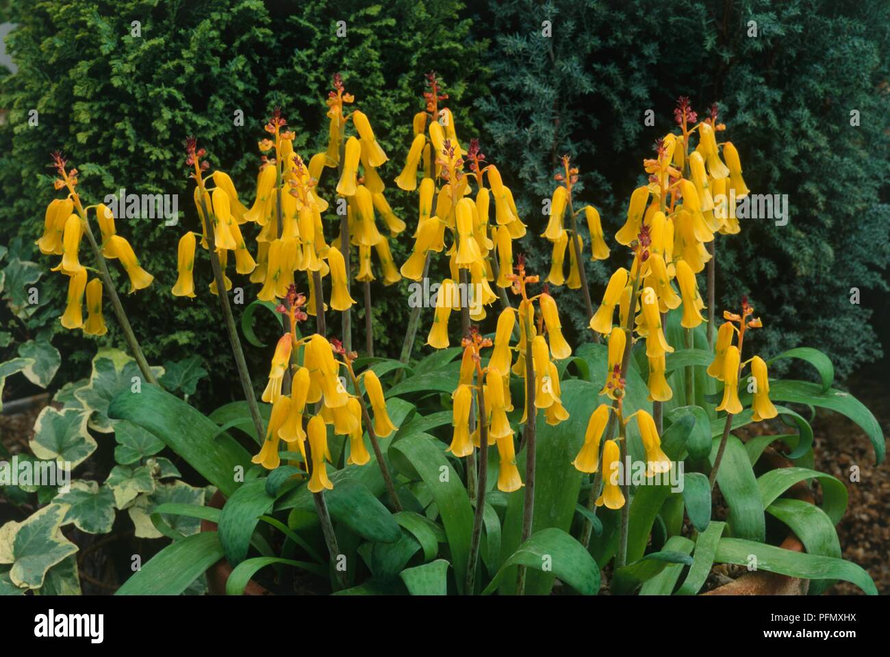 Tubular, yellow flowers and leaves from Lachenalia aloides 'Nelsonii' (Cape cowslip) Stock Photo