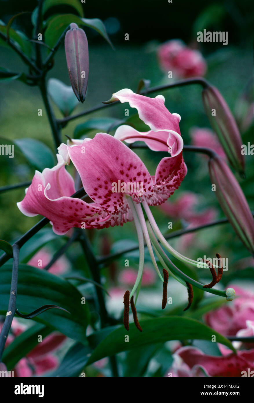 Lilium speciosum var rubrum, spotted pink nodding flower with long stamen and green leaves, close-up Stock Photo