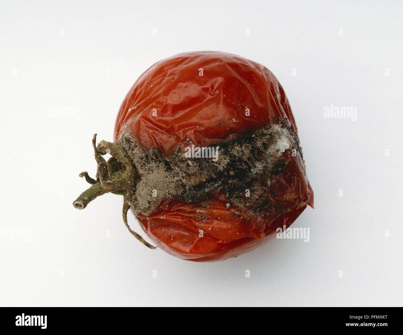 Botrytis cinerea (grey mould) causing severe damage to tomato Stock Photo