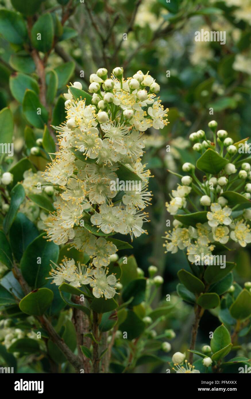 Clusters of white flowers from Luma apiculata syn Myrtus luma, on stems