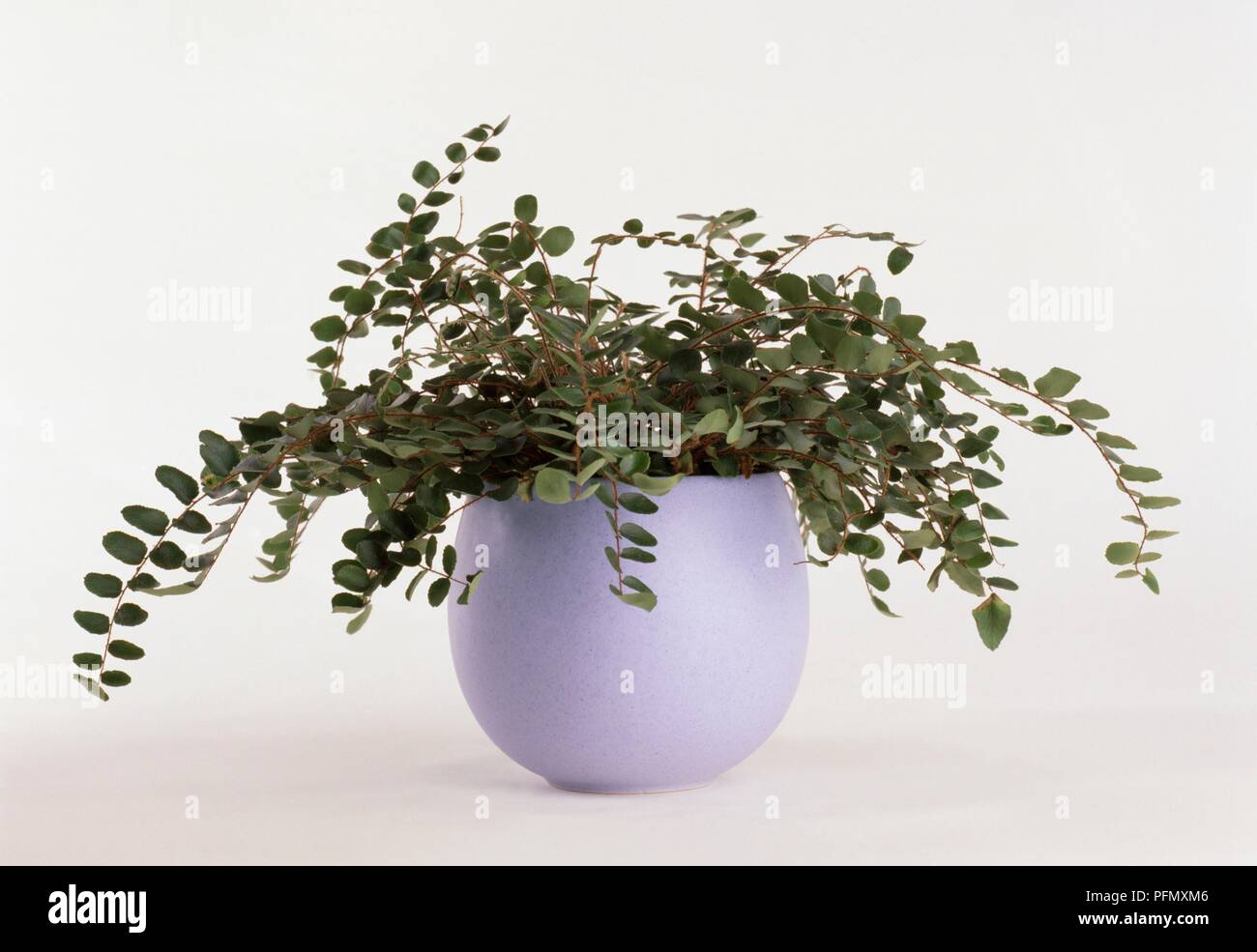 Pellaea rotundifolia (Button fern) in round ceramic pot Stock Photo