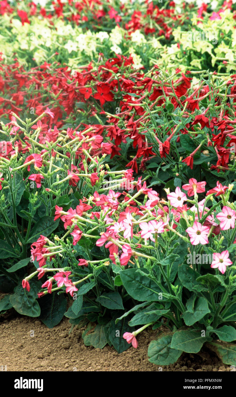 Pink, red yellow and green Nicotiana x sanderae Starship Series in flowerbed in formal garden Stock Photo