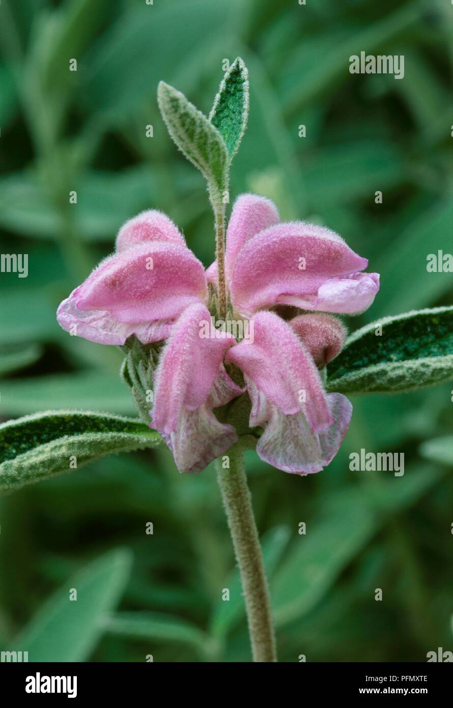 Purple-pink flower head from Phlomis purpurea (Jerusalem sage), close-up Stock Photo