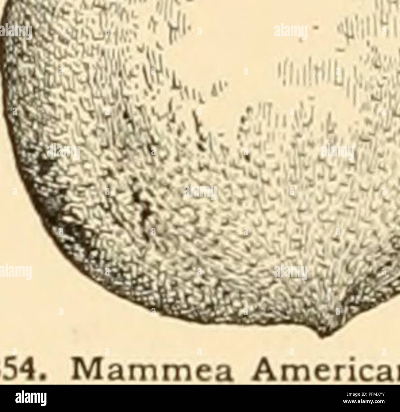 . Cyclopedia of American horticulture : comprising suggestions for cultivation of horticultural plants, descriptions of the species of fruits, vegetables, flowers, and ornamental plants sold in the United States and Canada, together with geographical and biographical sketches. Gardening; Horticulture; Horticulture; Horticulture. 972 MAMMILLARIA MAMMILLARIA COO. stems cespitose from the grooves of the tubercles, often densely so: groove without glands but often spinose for most of its length: radial spines fewer and weaker: cen- tral solitary or want- ,ng Bliissiiiiix purple or purplish: ^I'uux Stock Photo