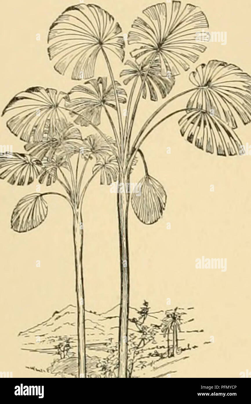Cyclopedia Of American Horticulture Comprising Suggestions For Cultivation Of Horticultural Plants Descriptions Of The Species Of Fruits Vegetables Flowers And Ornamental Plants Sold In The United States And Canada Together