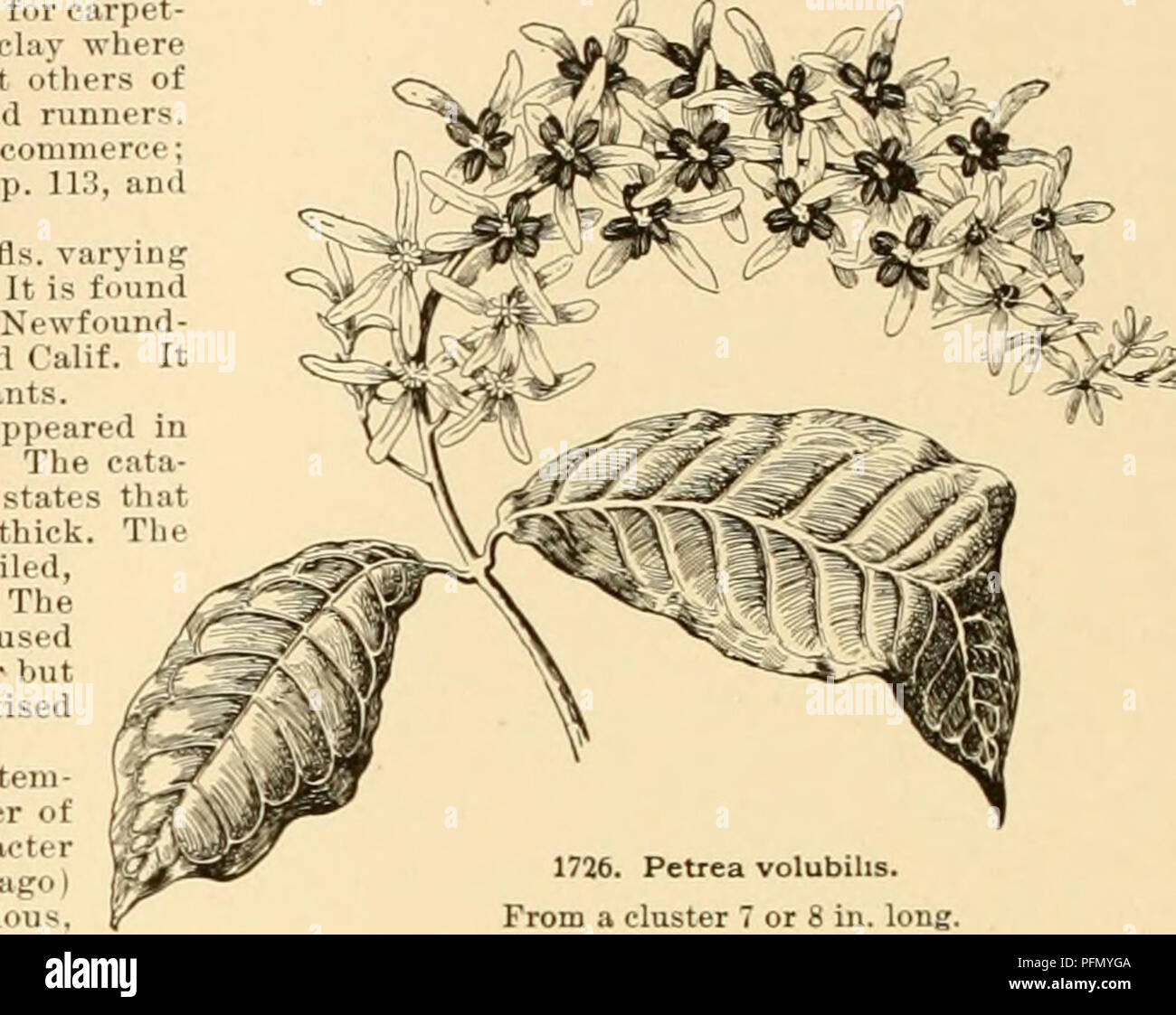 Lippincott seeds : 1914 . gorous growth and pro-ducing heads of  flowersdouble the size of the oldsort. Pkt., 200 seeds, 5c. FEVERFEW.  DOUBLE, 3IATRICARIAE X I M I A—A fine old-fashioned bedding