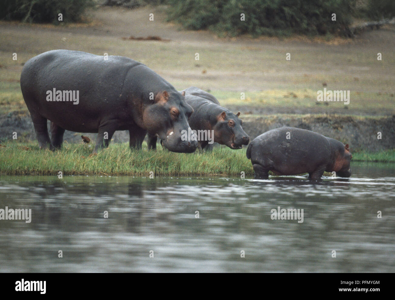 Africa, Botswana, Moremi Wildlife Reserve, group of Hippos (Hippopotamus amphibius) standing at edge of water, young animal standing in water. Stock Photo