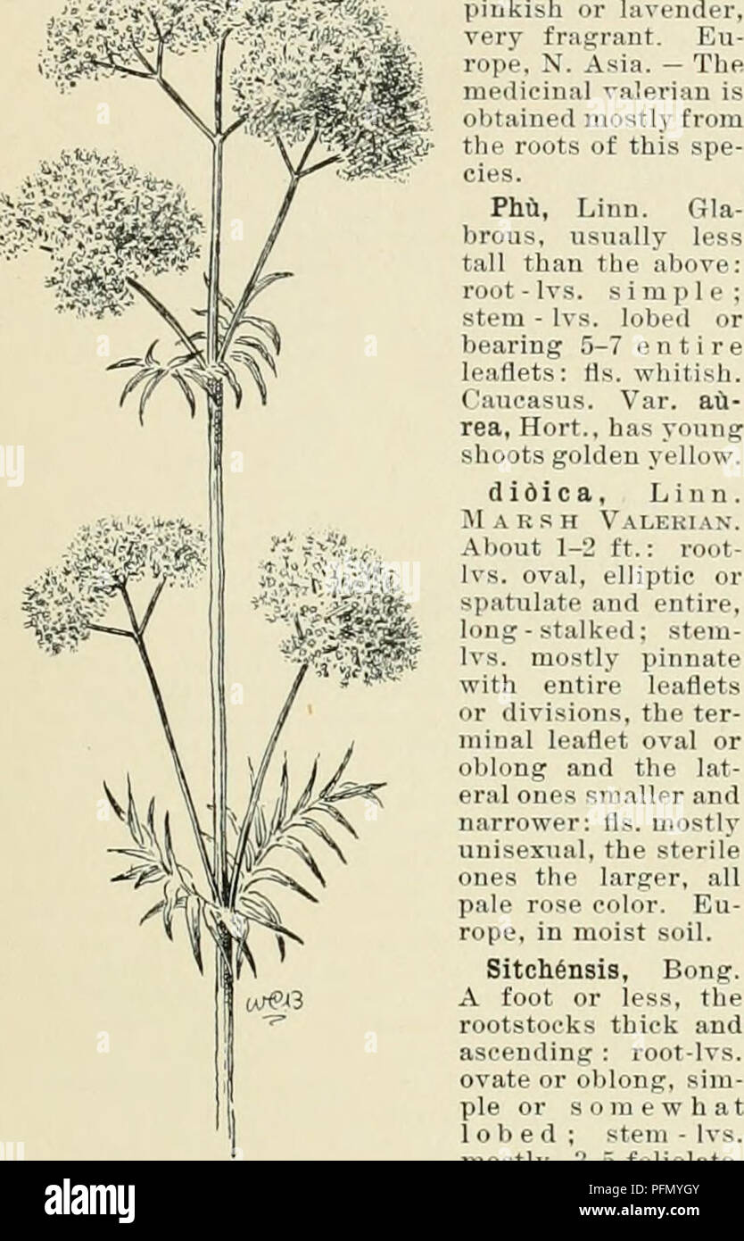 . Cyclopedia of American horticulture, comprising suggestions for cultivation of horticultural plants, descriptions of the species of fruits, vegetables, flowers, and ornamental plants sold in the United States and Canada, together with geographical and biographical sketches. Gardening. VALERIANA suckers arising from the roots, soon fonuing large colonies. The common species are often grown from seeds, r'. alba and V. rubra of the trade are no doubt Centranthus ruber. R. Stem-leaires {at least the loiver ones) pinnale p at Ij I b d offic n41 B L nn Common Va e C , TR E 0 Valer n St ( II 63 S m Stock Photo