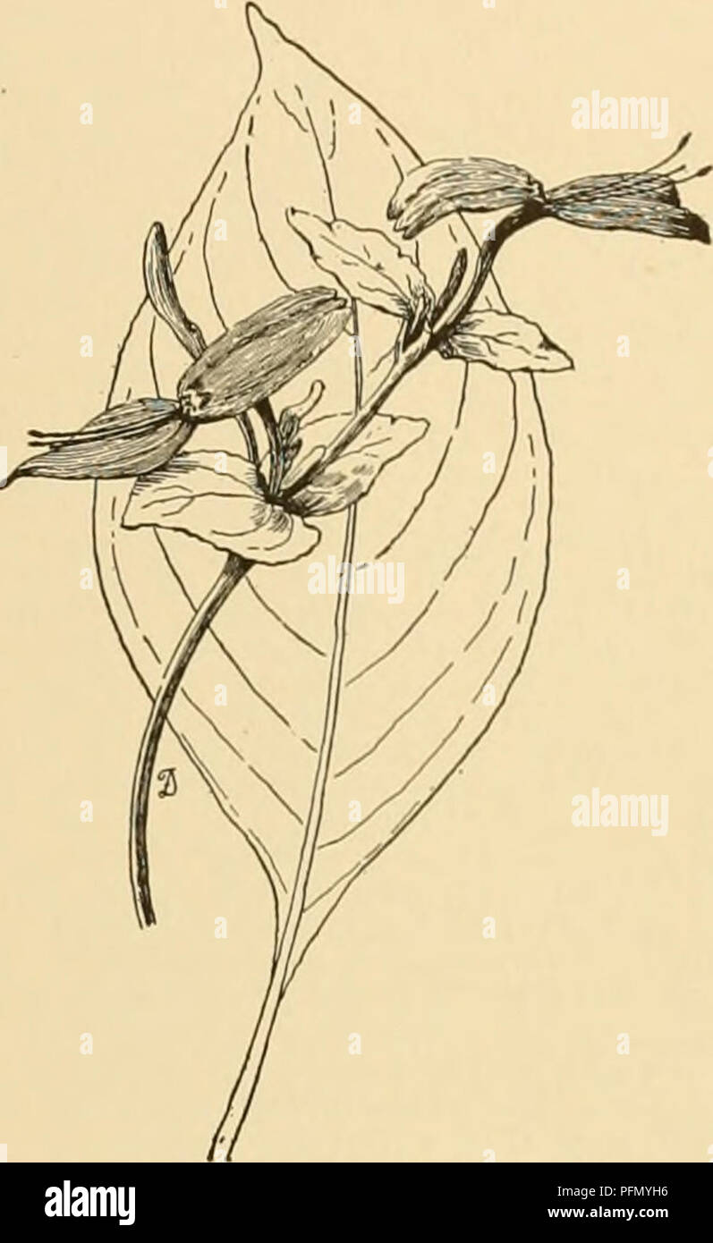 . Cyclopedia of American horticulture : comprising suggestions for cultivation of horticultural plants, descriptions of the species of fruits, vegetables, flowers, and ornamental plants sold in the United States and Canada, together with geographical and biographical sketches. Gardening; Horticulture; Horticulture; Horticulture. PERIPLOCA the anthers connected at the apex and Tillous; style shoit, with broad stigma: (r. consisting of 2 follicles, containing numerous, small, winged seeds. Graeca, Linn. Silk Vine. Deciduous shrub, twining to 40 ft. : Ivs. petioled, ovate to oblong-lanceolate, ac Stock Photo