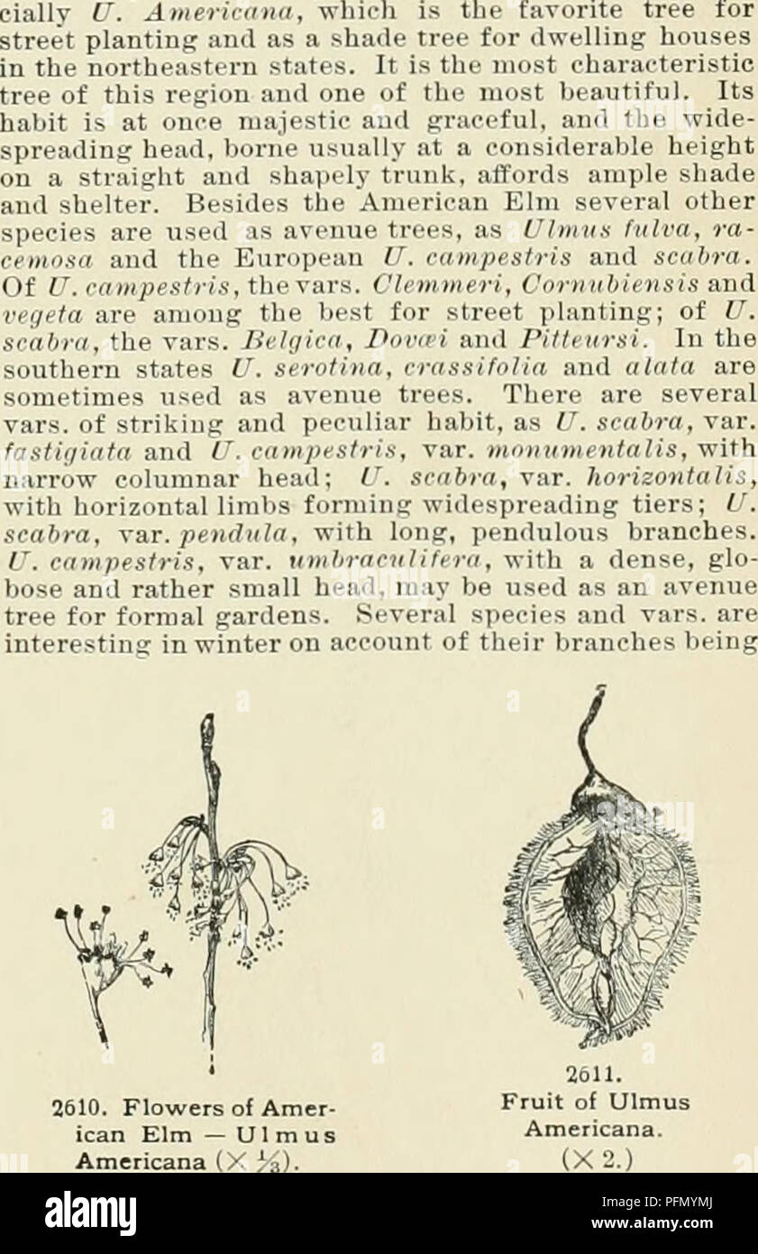. Cyclopedia of American horticulture, comprising suggestions for cultivation of horticultural plants, descriptions of the species of fruits, vegetables, flowers, and ornamental plants sold in the United States and Canada, together with geographical and biographical sketches. Gardening. 2609. Ulmaria Filipendula (plant about 2 feet high), immonly kuo 3 palmata, Focke (S/;» dul(e palmAtd Mx S/,!( 2-3 ft h- ^1 m-li t 11, terminil 1 fls pal. 1 July ^ 1 cies IS 1 1 I 1 nM»^i,pn.,j ,h„,t, l,.l wa palmdta, Pall Fdip^n re, &lt;liq,tntn Willd ) Height , t .H 1m iHi or glabrous, 1 nil cordate k.nes 5- Stock Photo