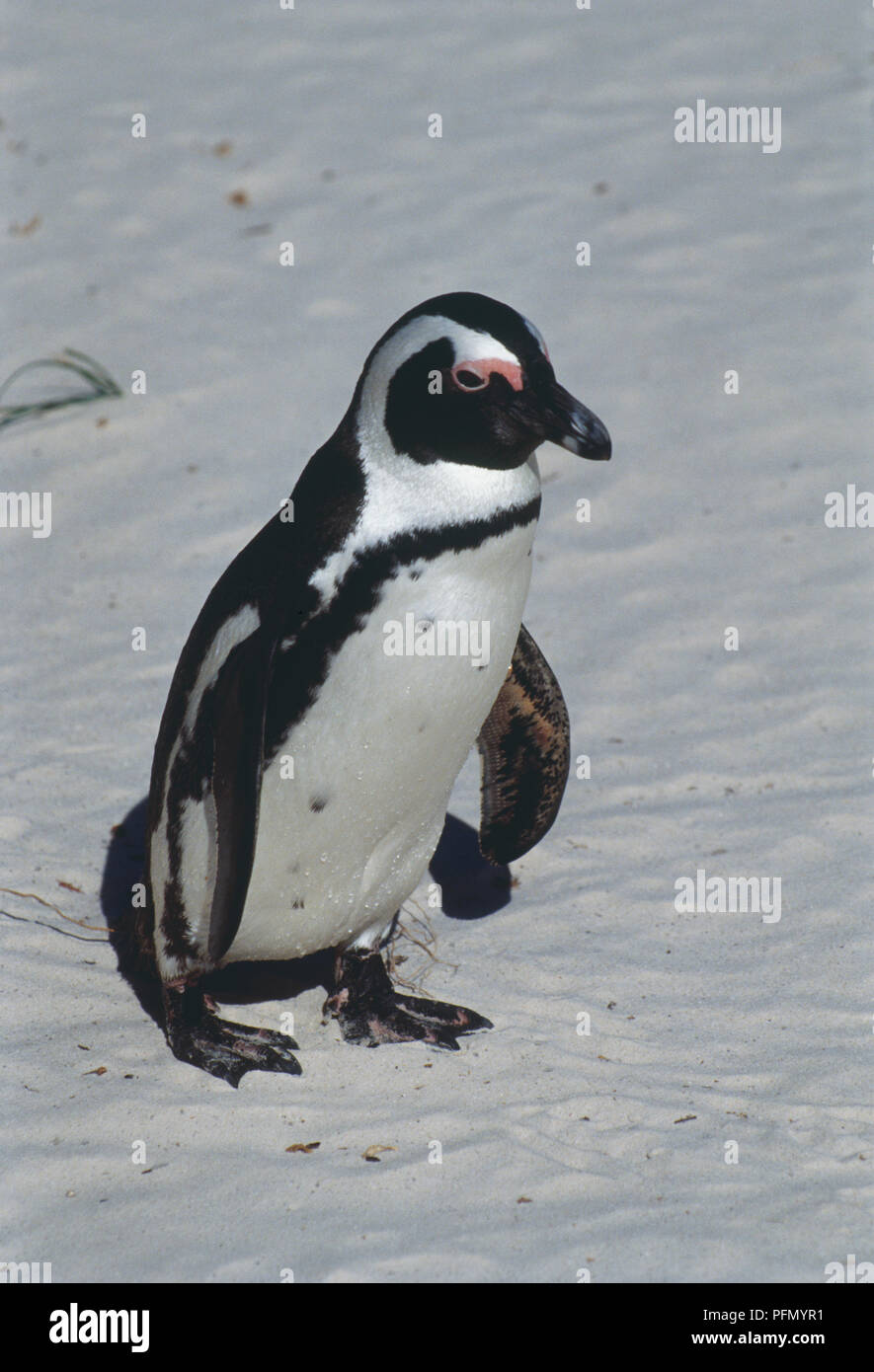 South Africa, Boulders Beach, African Penguin (Spheniscus demersus) standing in sand, high angle view. Stock Photo