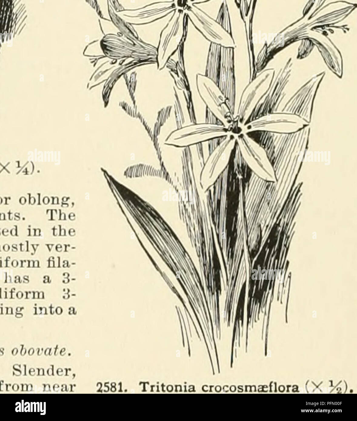 . Cyclopedia of American horticulture, comprising suggestions for cultivation of horticultural plants, descriptions of the species of fruits, vegetables, flowers, and ornamental plants sold in the United States and Canada, together with geographical and biographical sketches. Gardening. VfU I. Tritonia Pottsi (X K). ing limb of obovate or oblong nearly equal segments. Tlu stamens are 3, inserted in th( branched st le, npeni: 3-valved capsule. A. Perianth-segments crocita, Ker-Gawl. Slender, simple or branched from the base, bearing few fls. in loose 1-sided racemes: fl. about 2 in. across, ta Stock Photo