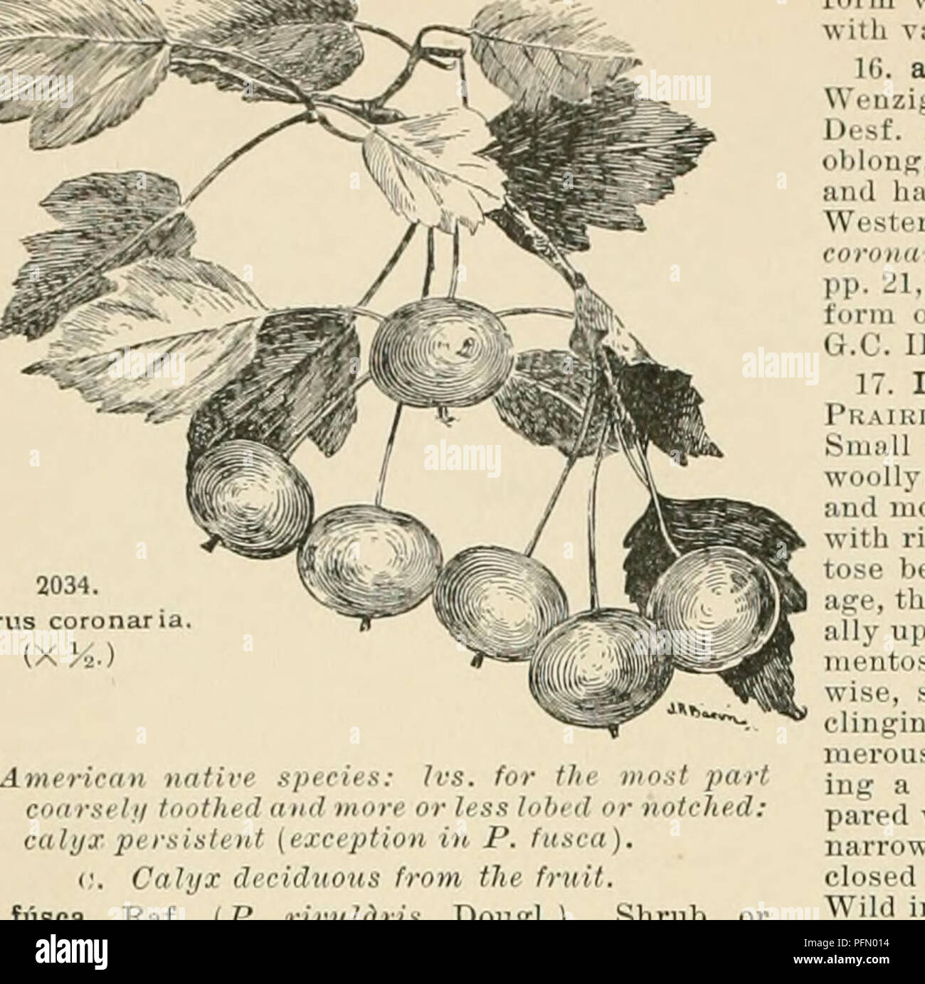 . Cyclopedia of American horticulture, comprising suggestions for cultivation of horticultural plants, descriptions of the species of fruits, vegetables, flowers, and ornamental plants sold in the United States and Canada, together with geographical and biographical sketches. Gardening. Api-ks are ften tw cc tl nat i 1 b zc form w t! iouble fl ai i le (v r  th var cgated leaves An vttratti e spc ir angUBtifdha A t (P cÂ« o ) n var pp 21 IJ S S 4 109 RH 187 410J-A double fld form of wl at appeal s to 1 e th G C III n 4 â species IS figured in C 1 1 1 14 fiiBca Rif (P n small t e et 1 es, 30-40 Stock Photo