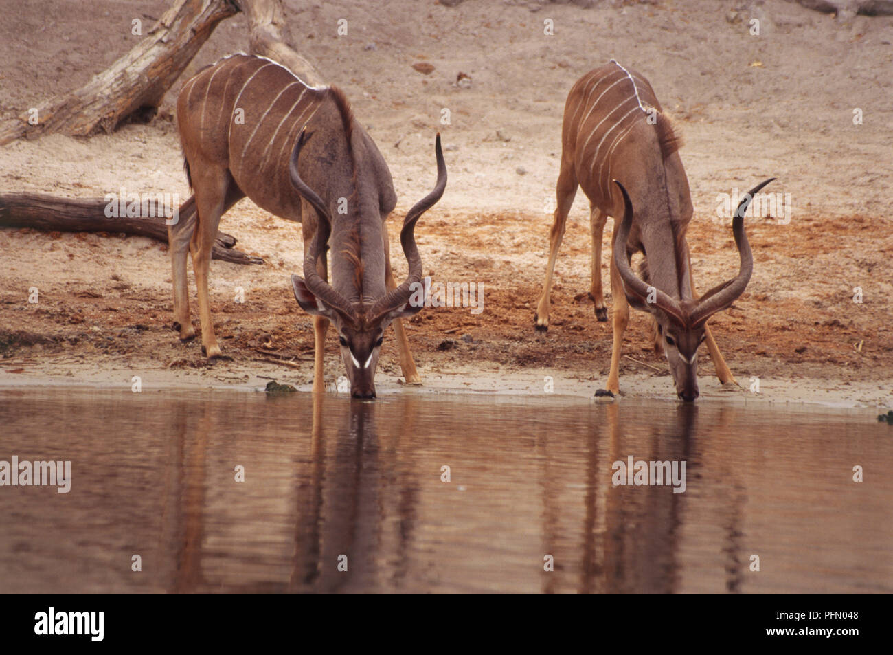 Kudu, Tragelaphus strepsiceros, two drinking from waterhole, necks bending down, brown body with thin white bands across body and nose, long wavy antlers, long slender legs, reflecting in calm water, sandy bank in background. Stock Photo