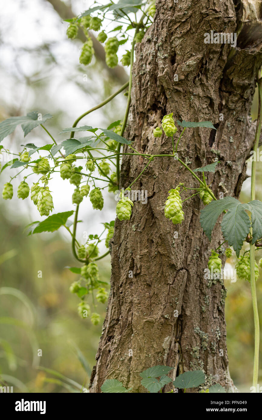 Hops (Humulus lupulus) supported by a tree at arundel wetland centre UK. Heart shaped broad leaves and hops each on a single stem all green. Stock Photo